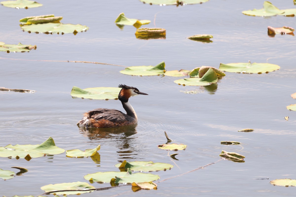 Great Crested Grebe - ML619912593