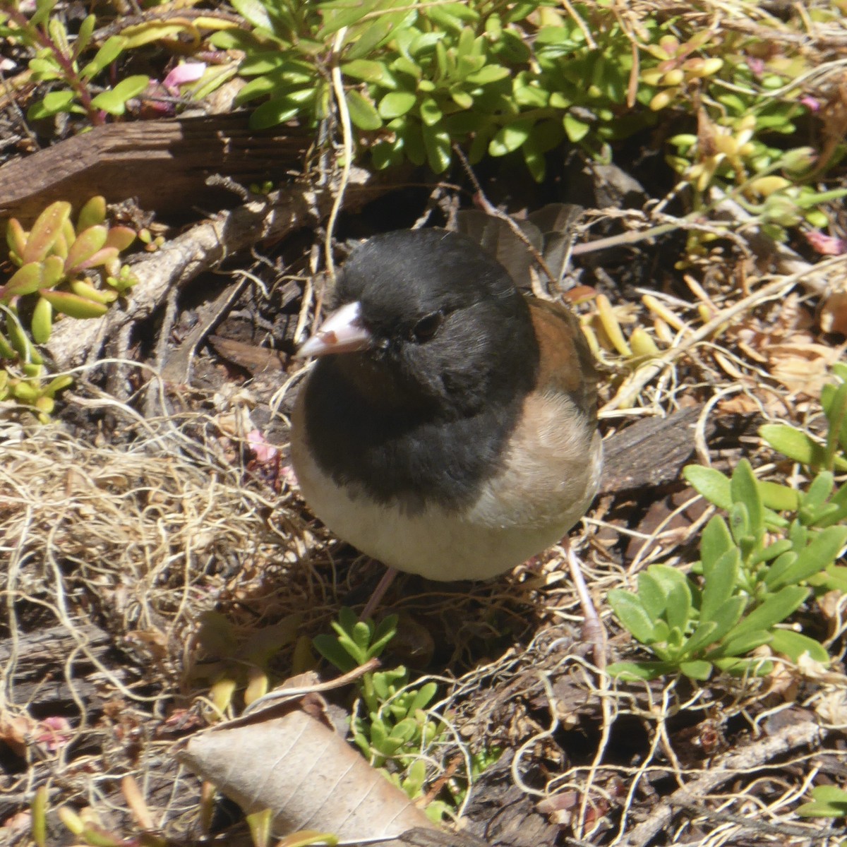 Dark-eyed Junco (Oregon) - ML619912599