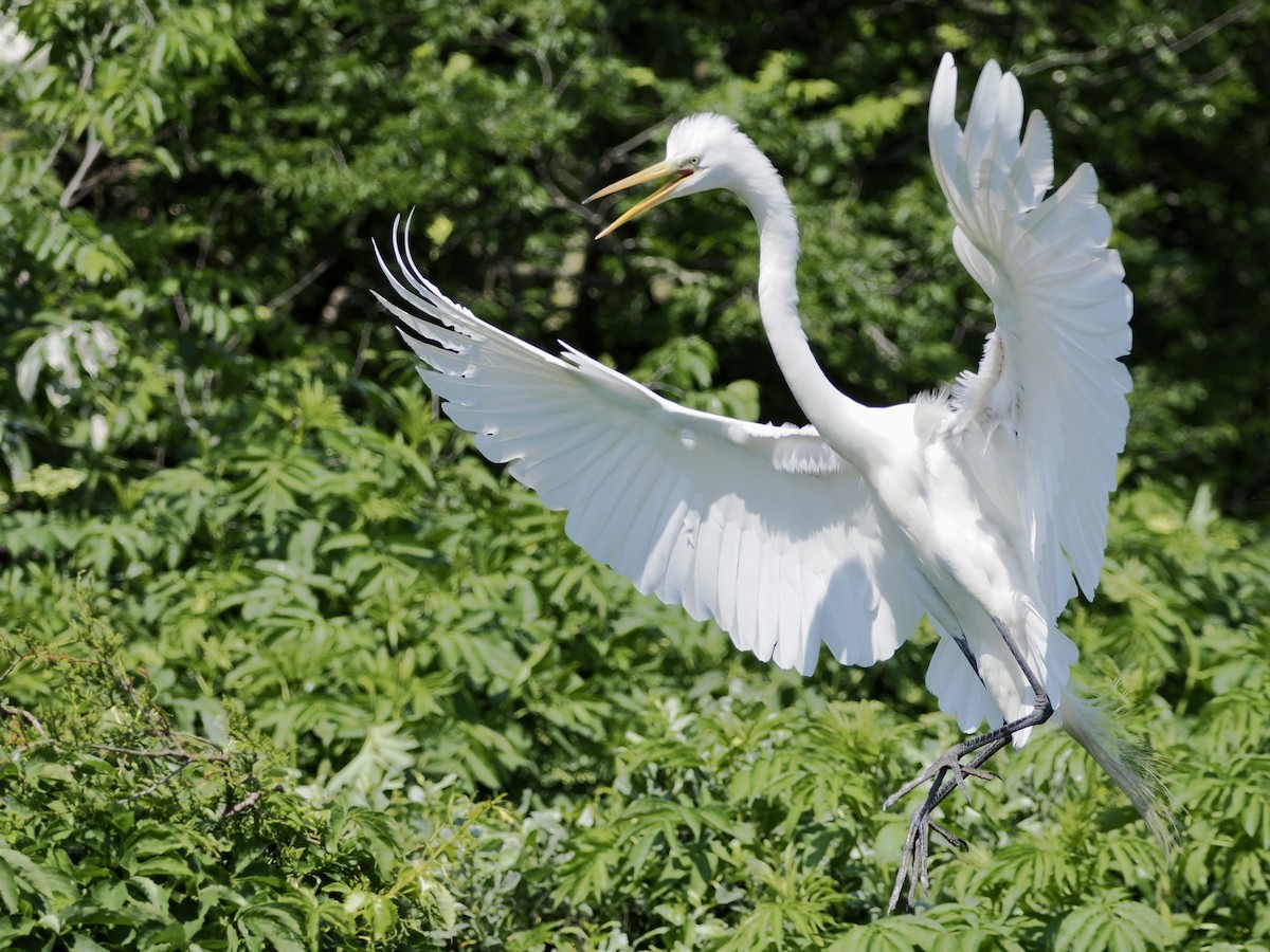 Great Egret - ML619912607