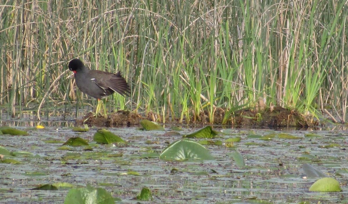 Common Gallinule - ML619912609