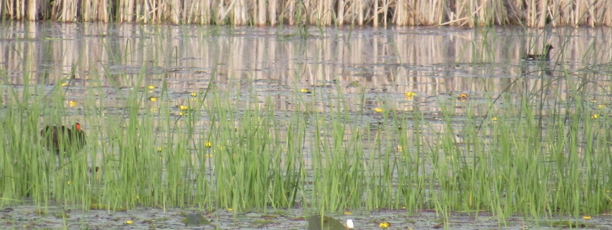 Common Gallinule - ML619912612