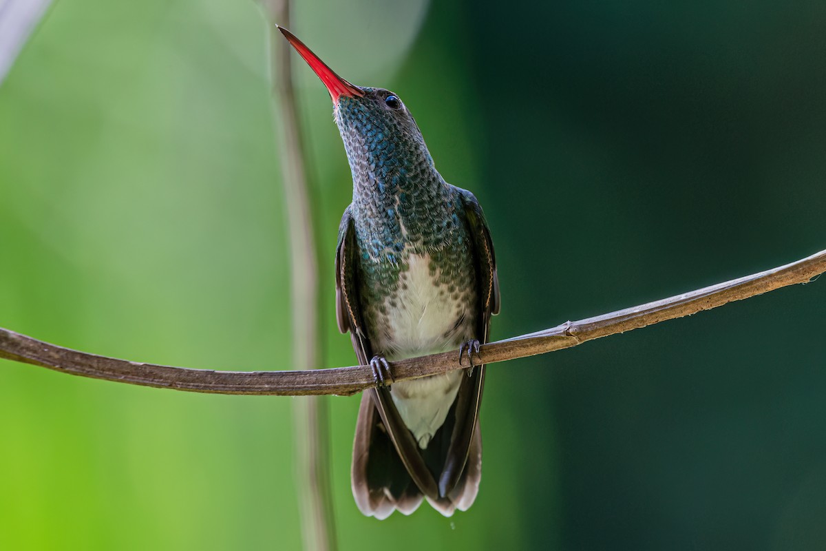 kolibřík zrcadlový - ML619912616