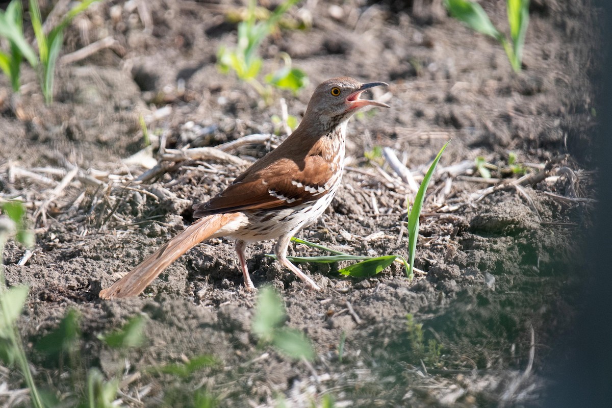 Brown Thrasher - ML619912618