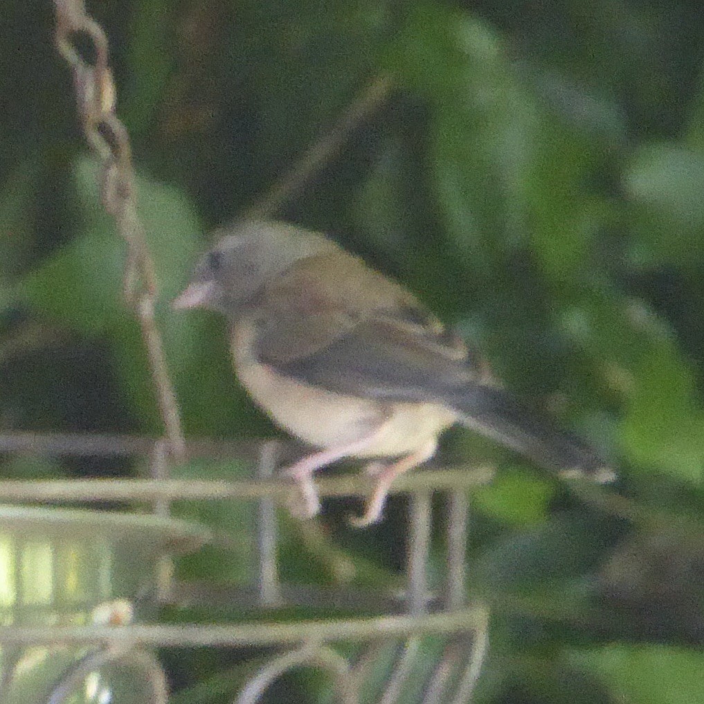 Dark-eyed Junco (Oregon) - ML619912622