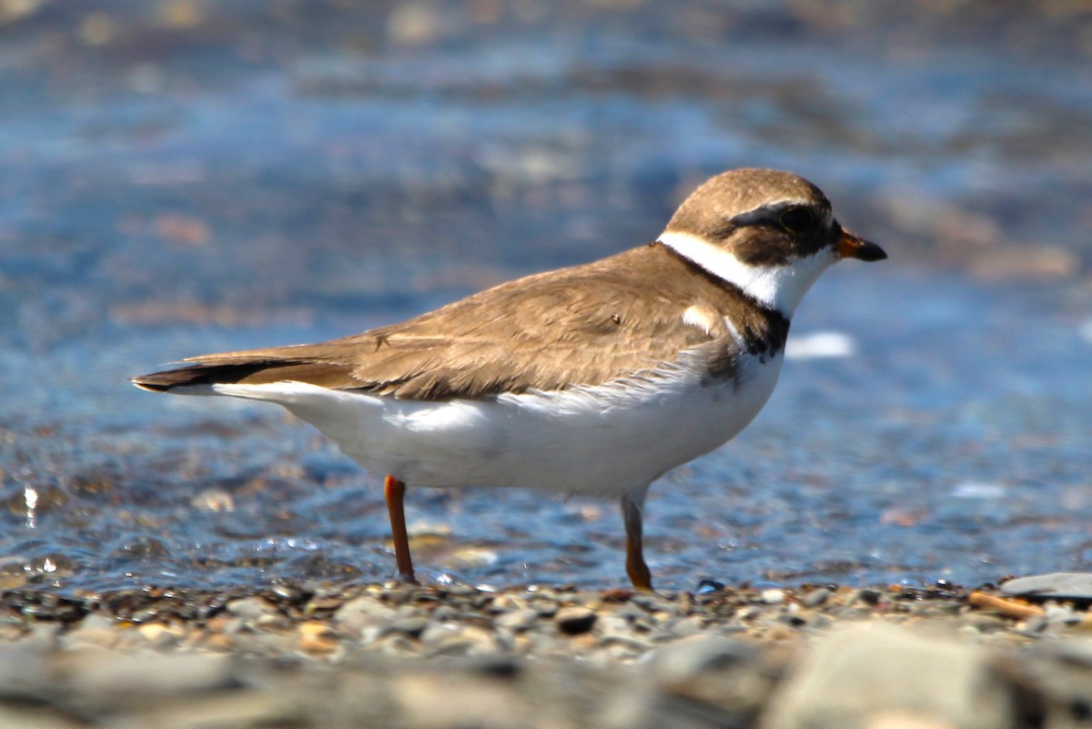 Semipalmated Plover - ML619912625