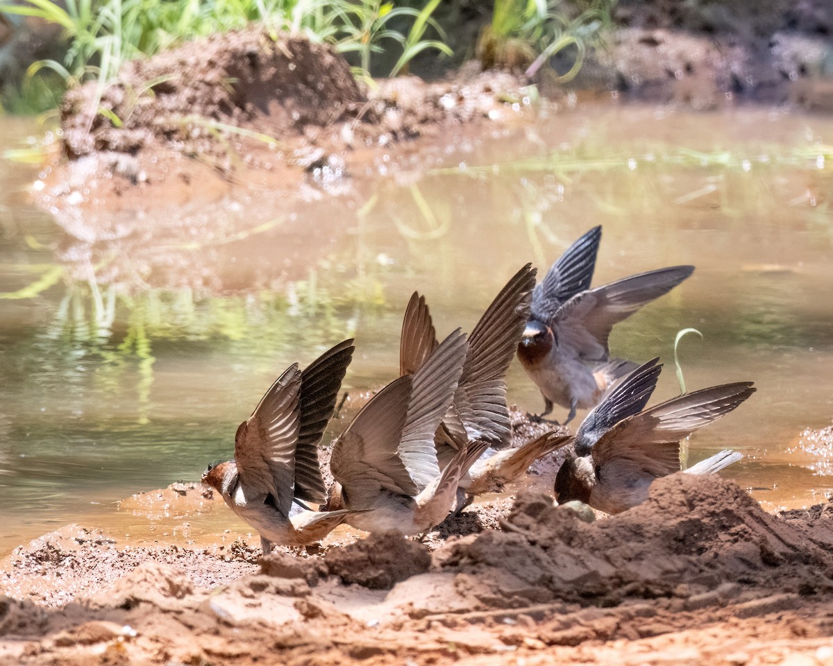 Cliff Swallow - ML619912629