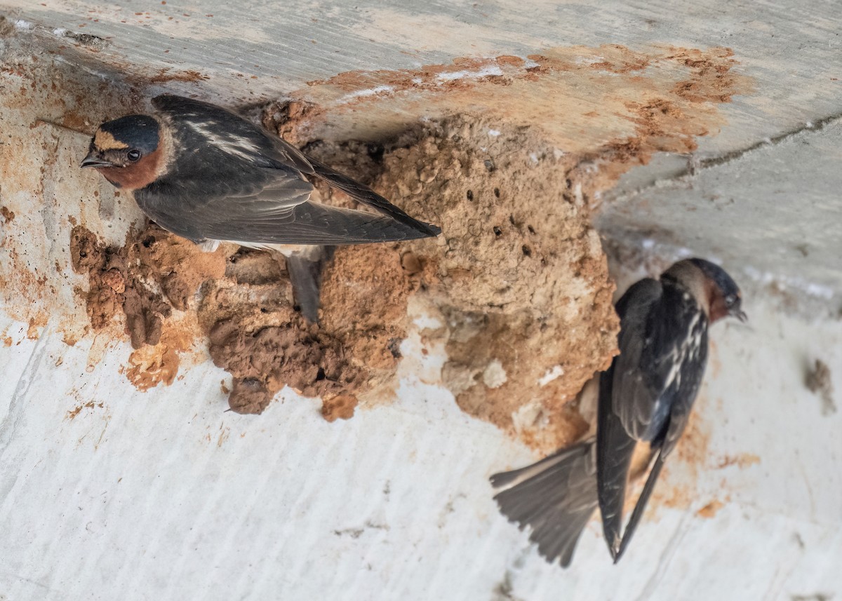 Cliff Swallow - ML619912631