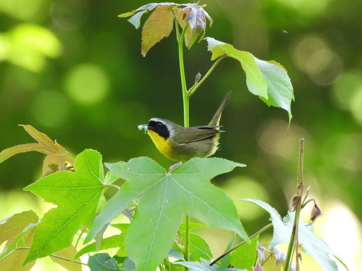 Common Yellowthroat - ML619912662