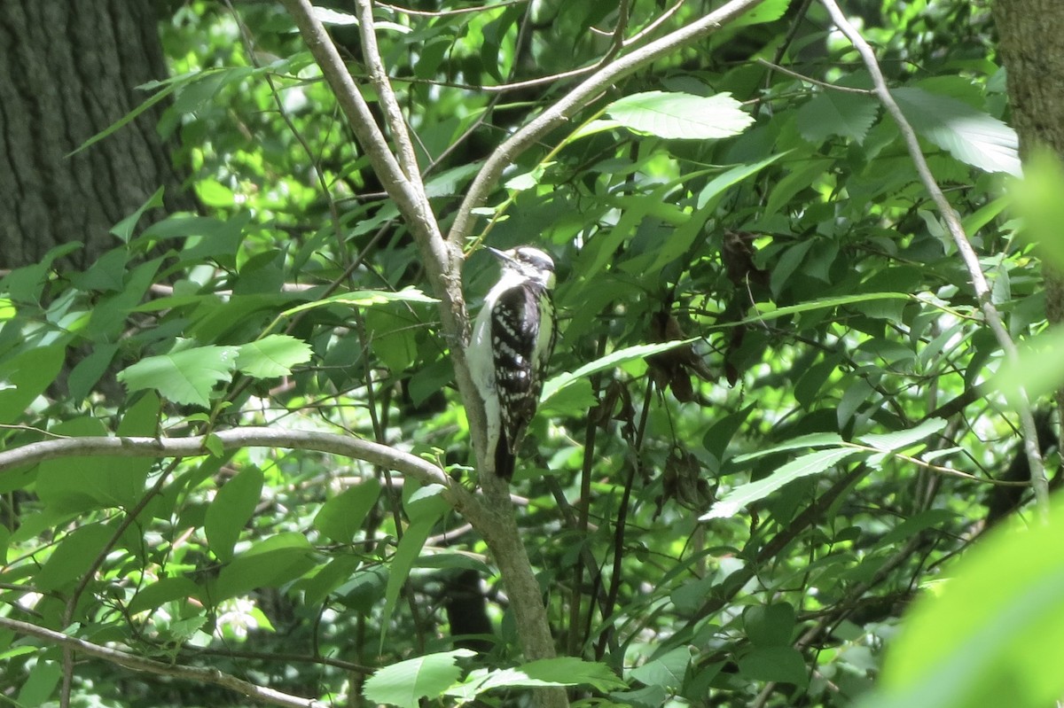 Downy Woodpecker - ML619912668