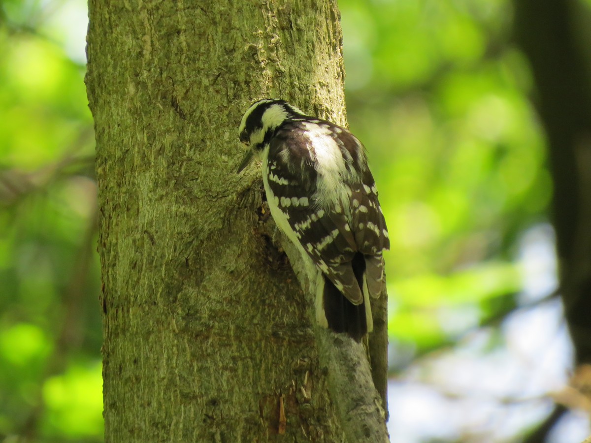 Downy Woodpecker - ML619912669