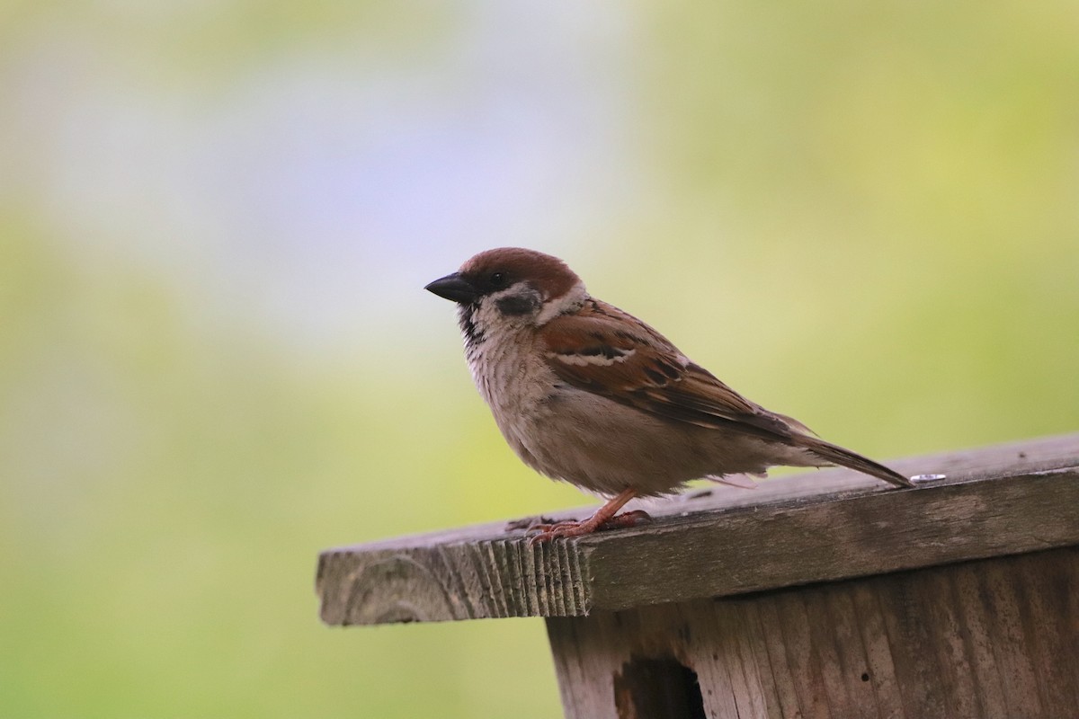 Eurasian Tree Sparrow - ML619912673