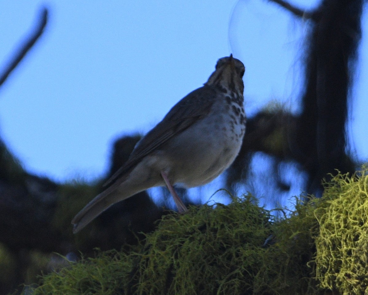 Hermit Thrush - ML619912692