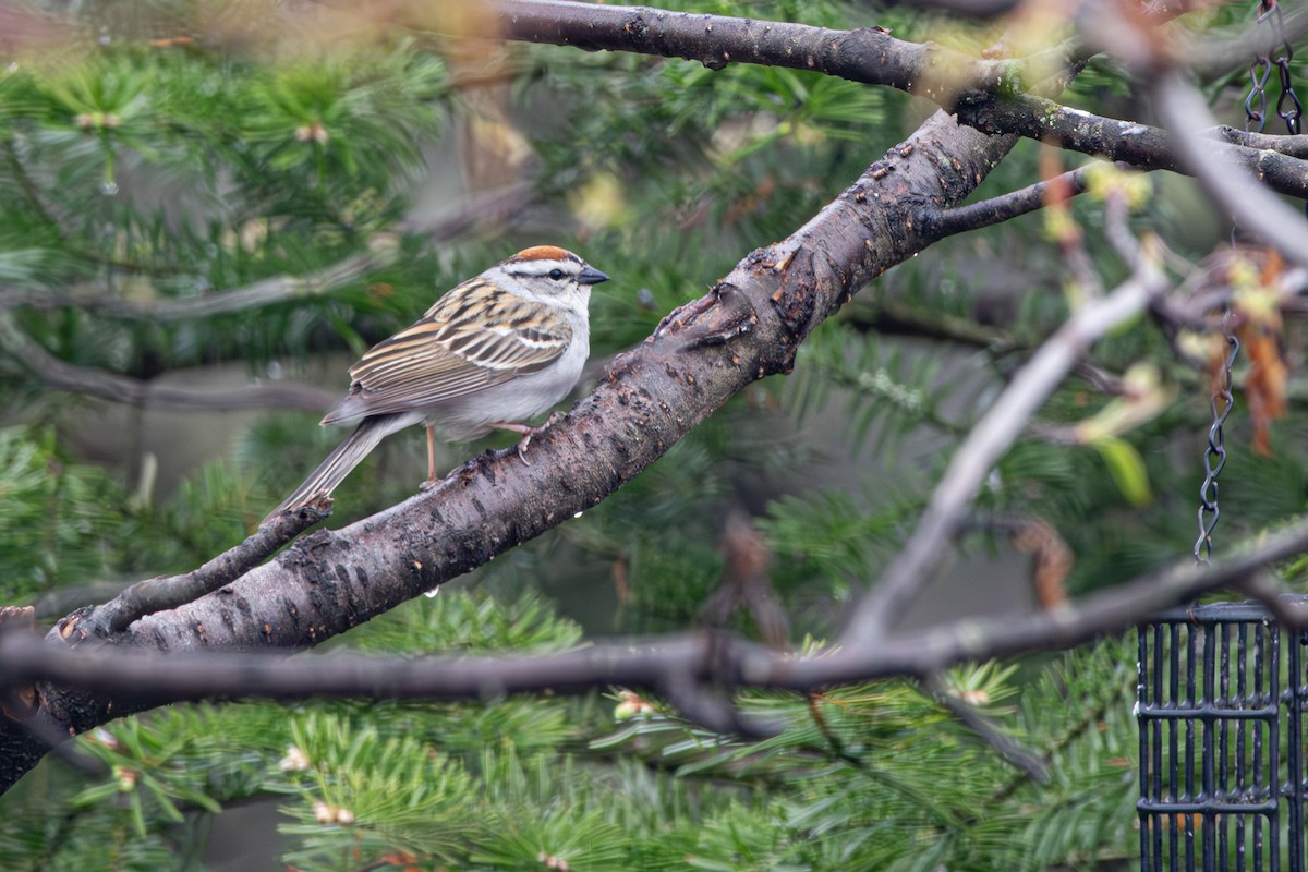 Chipping Sparrow - ML619912696