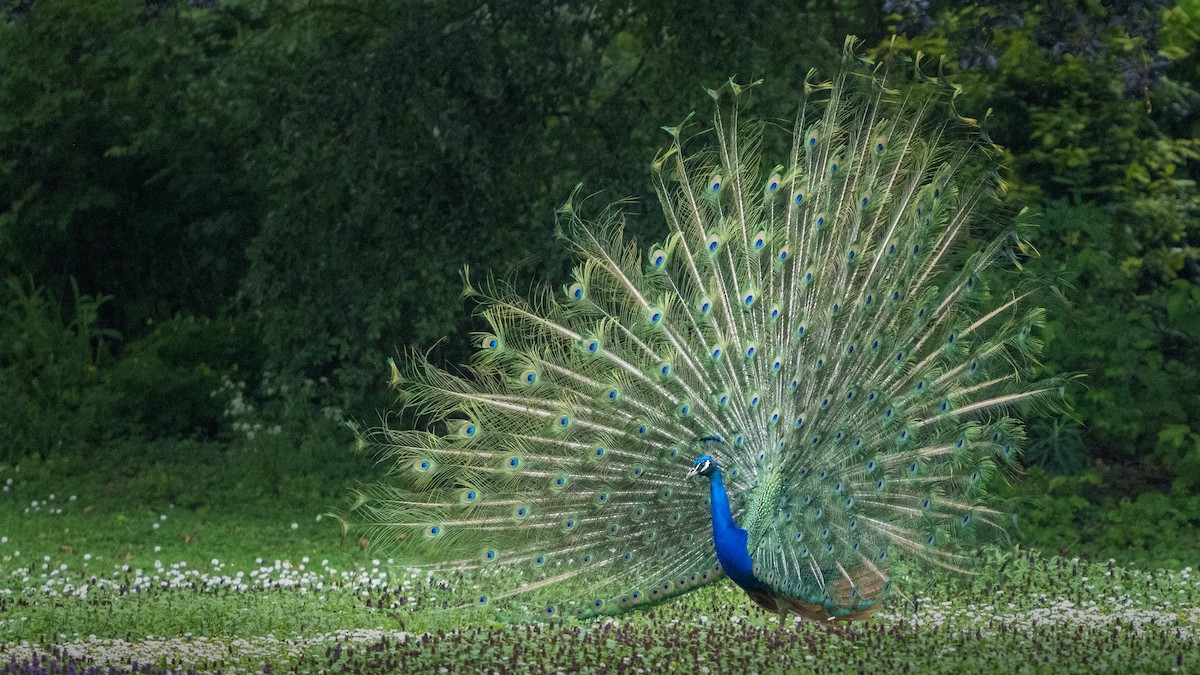 Indian Peafowl - ML619912704