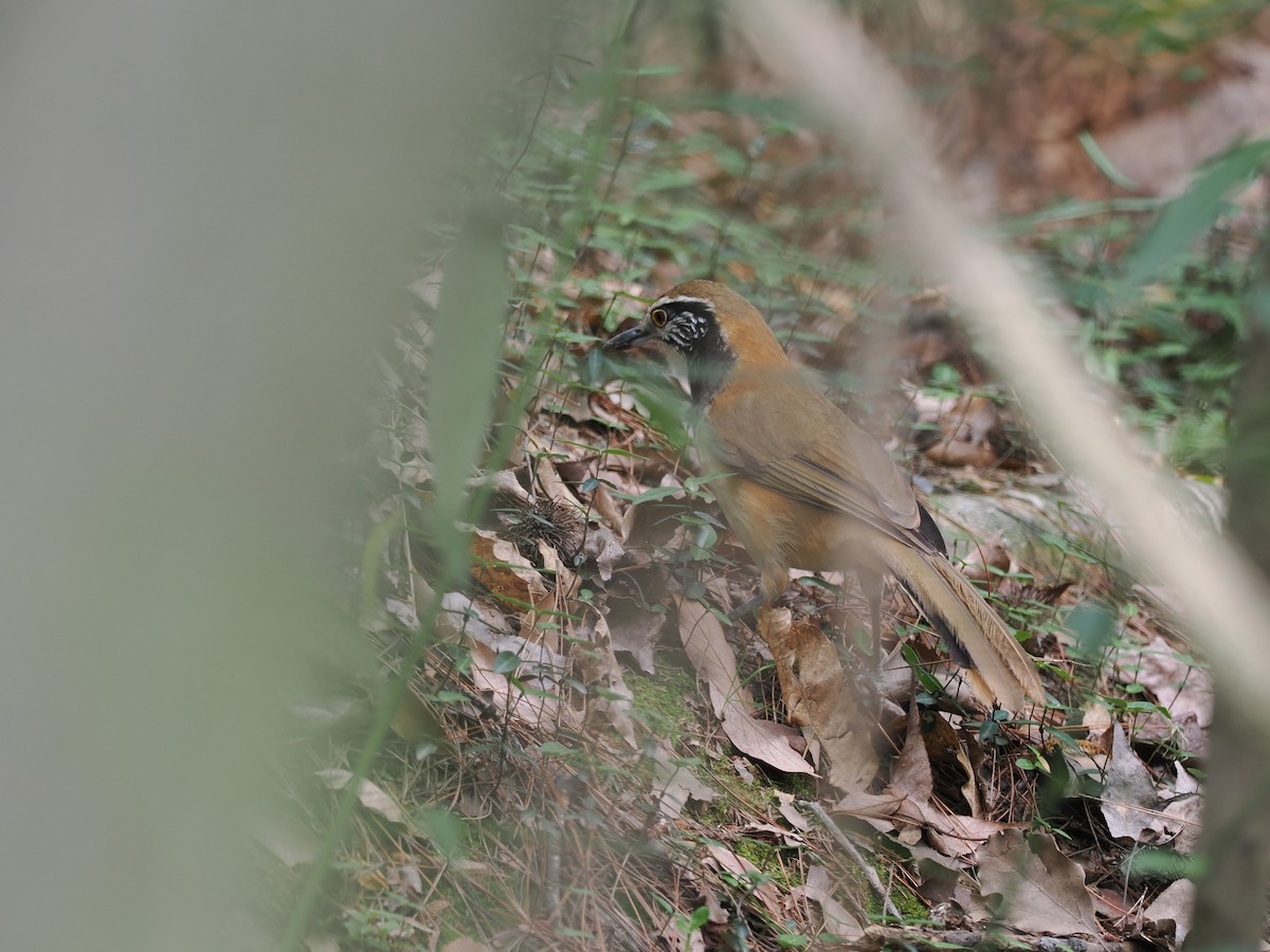 Masked Laughingthrush - ML619912711