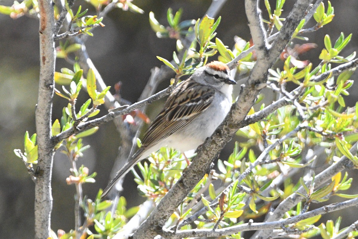 Chipping Sparrow - ML619912714