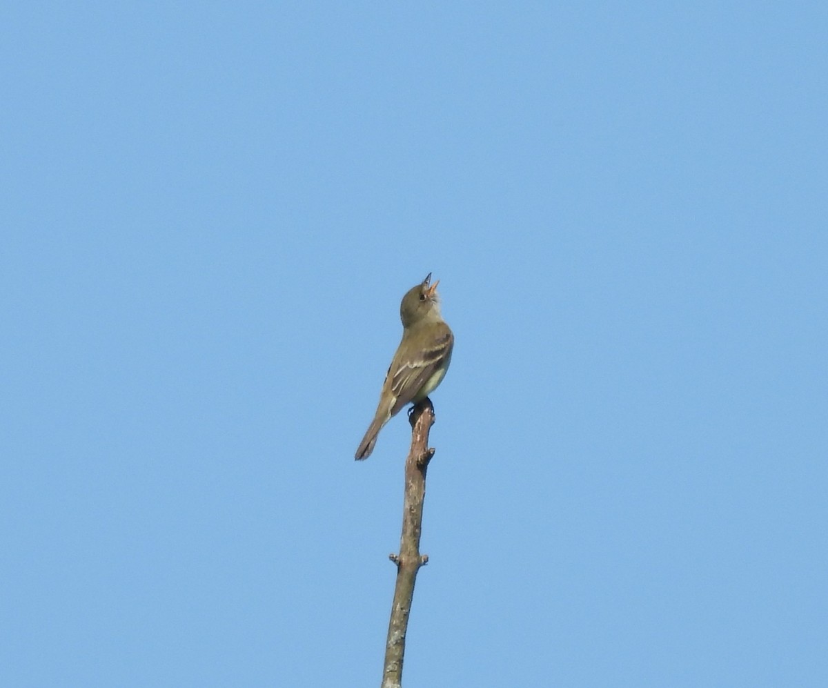 Alder Flycatcher - ML619912715