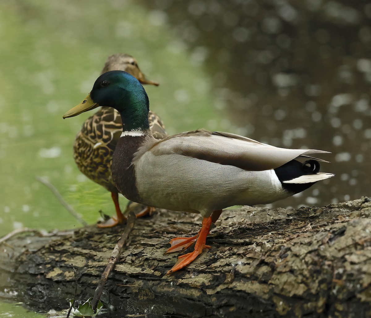 Mallard - ML619912718
