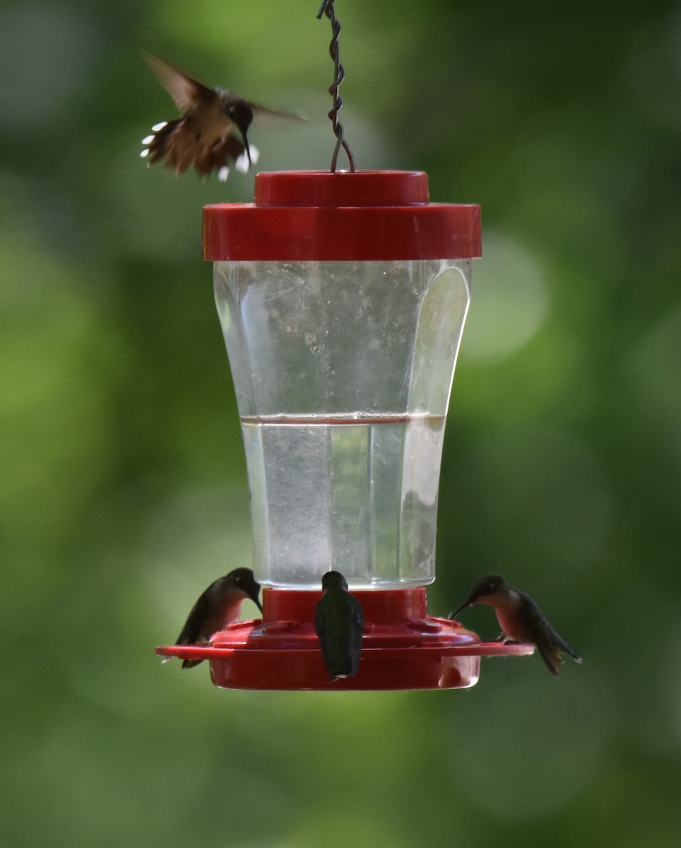 Ruby-throated Hummingbird - ML619912720