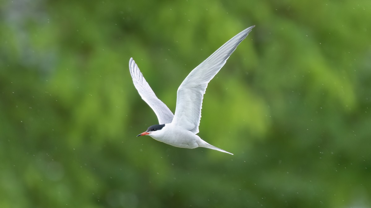Common Tern - ML619912722