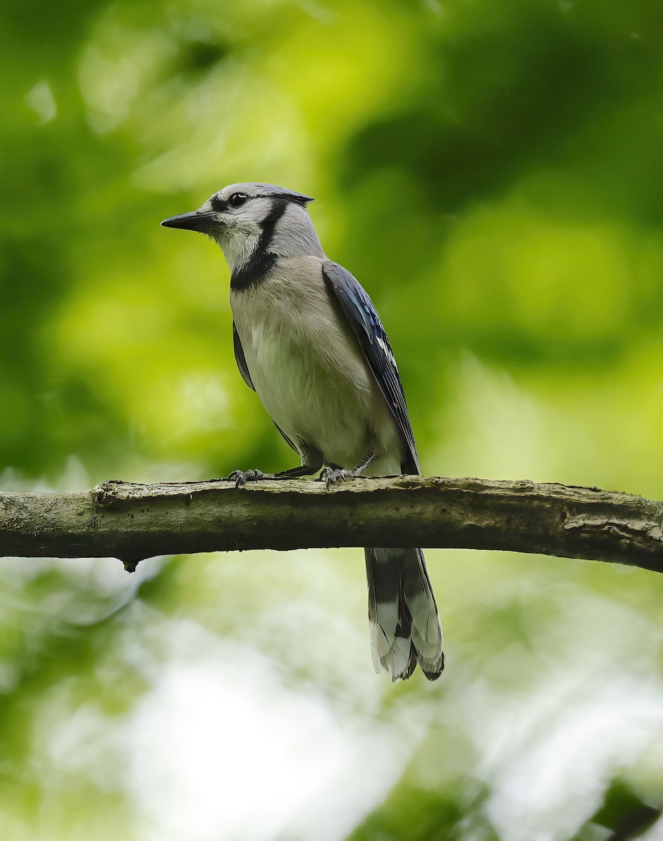 Blue Jay - ML619912725