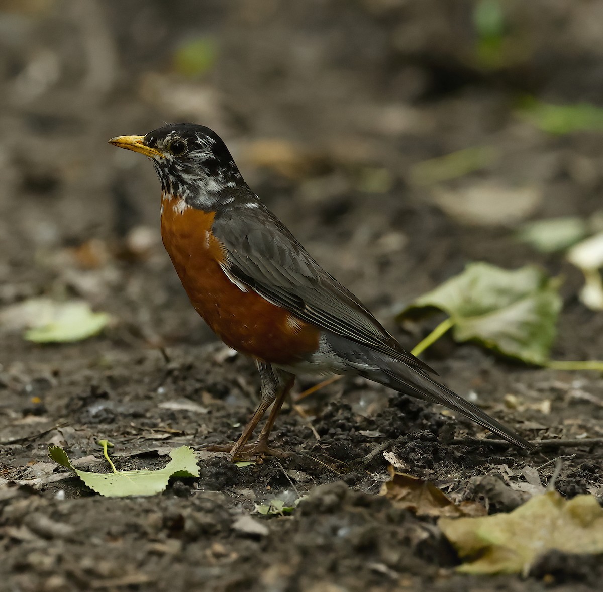 American Robin - ML619912734