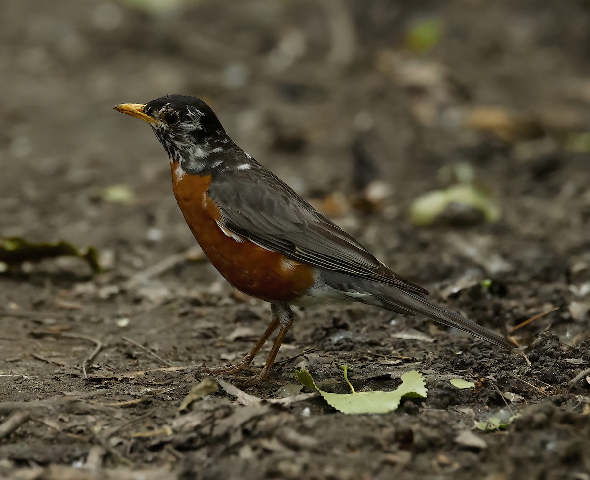 American Robin - ML619912738