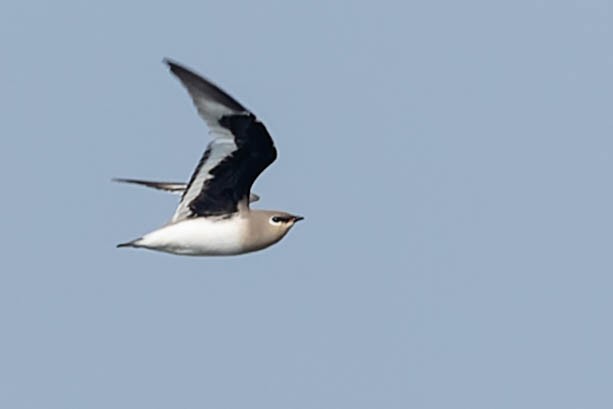 Small Pratincole - ML619912739