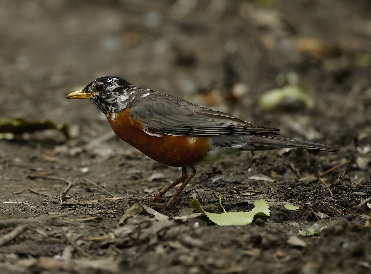American Robin - ML619912742