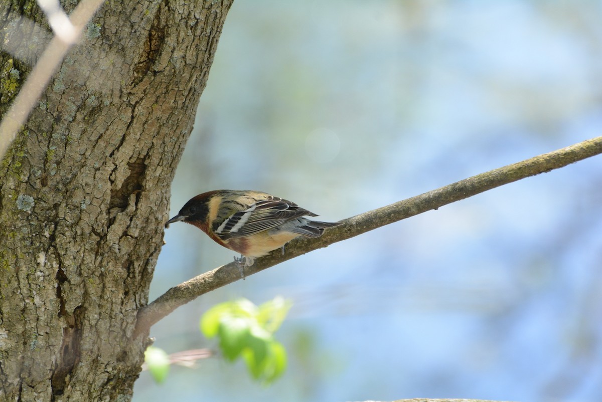 Bay-breasted Warbler - ML619912743