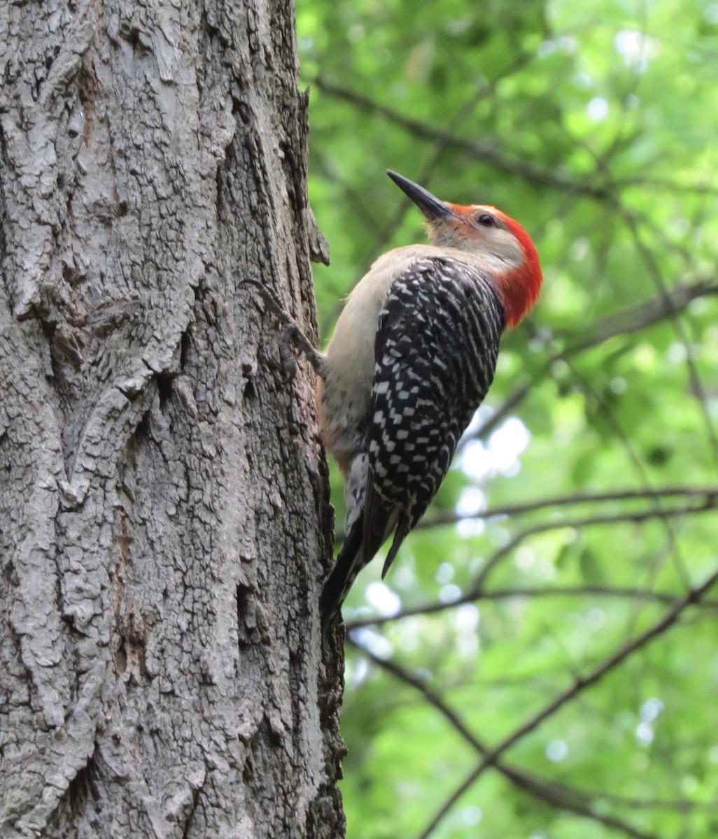 Red-bellied Woodpecker - ML619912749