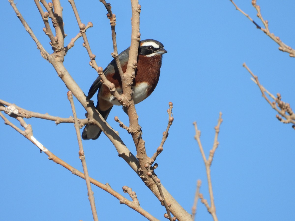 Black-and-chestnut Warbling Finch - Más Aves