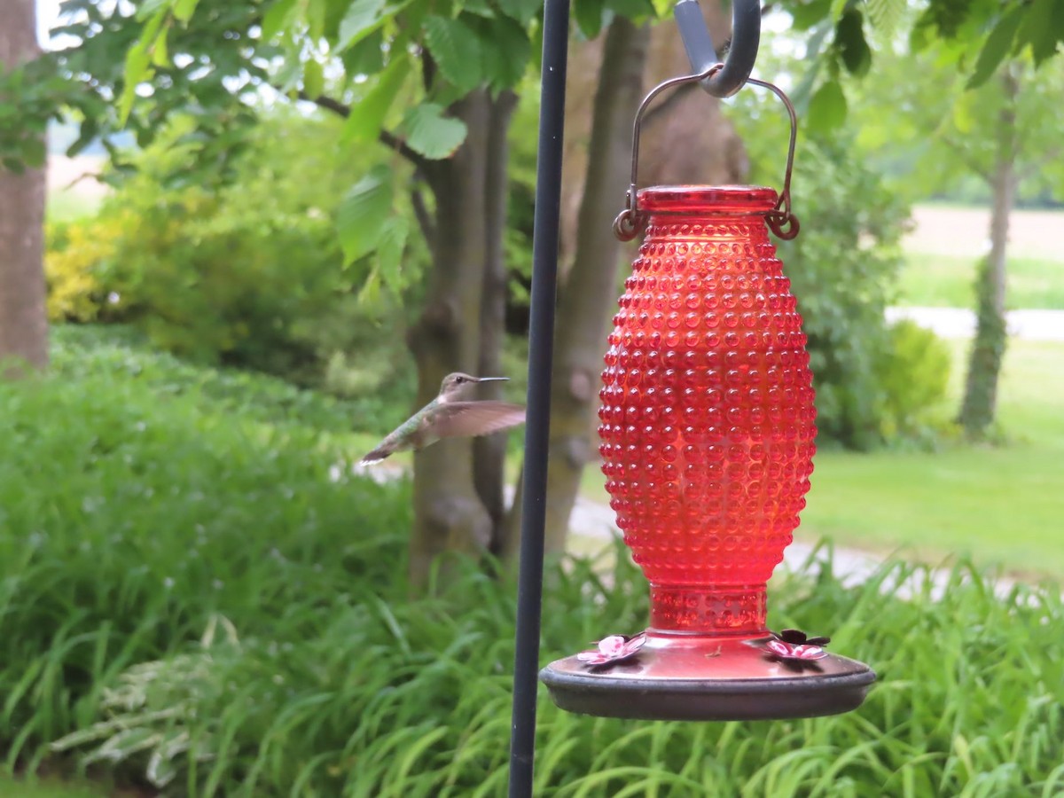 Ruby-throated Hummingbird - ML619912763