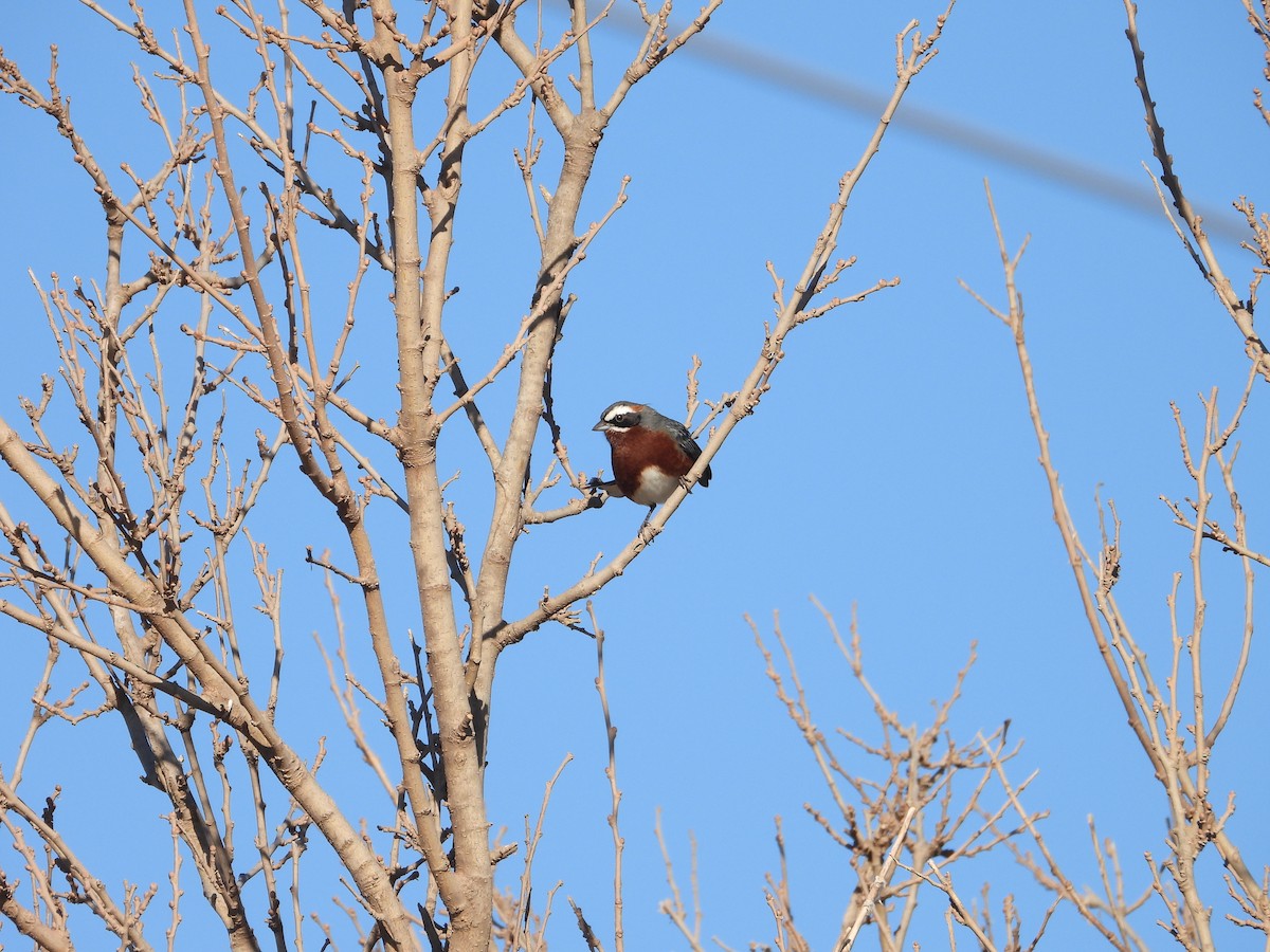 Black-and-chestnut Warbling Finch - ML619912764