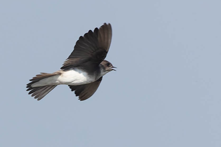 Gray-throated Martin - Zebedee Muller