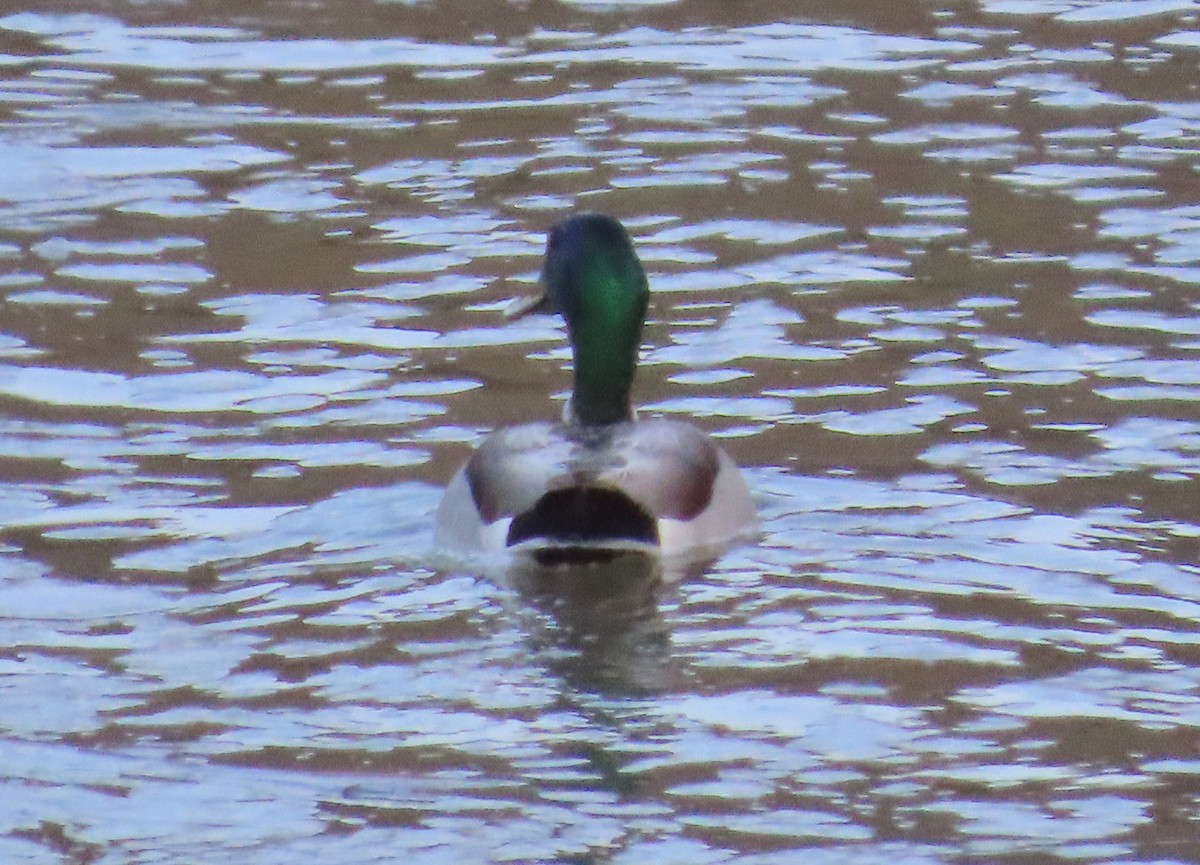 Canard colvert - ML619912771