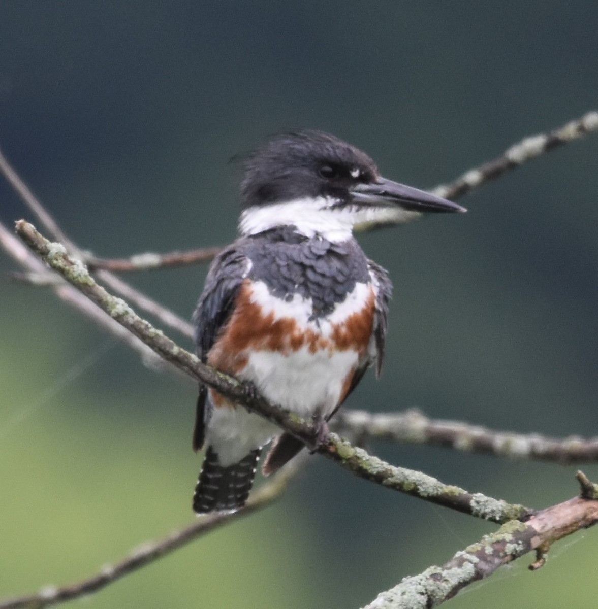 Belted Kingfisher - ML619912791