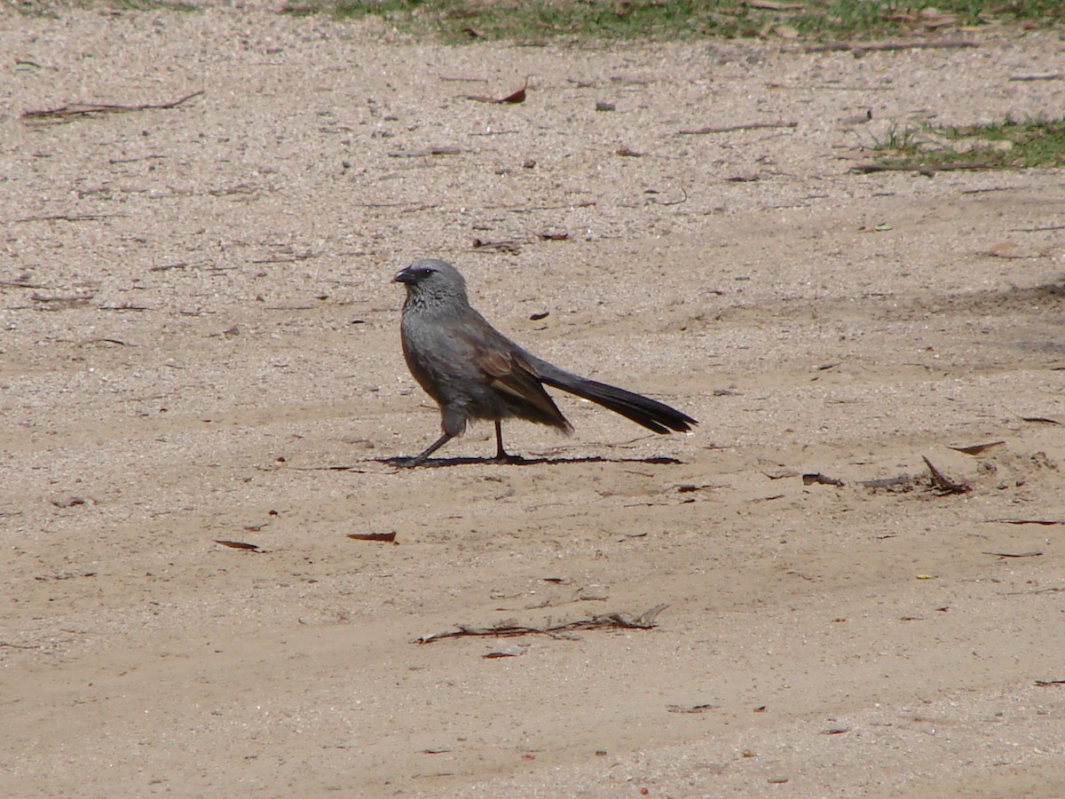 Apôtre gris - ML619912799