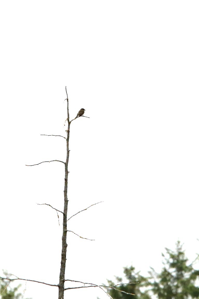 Alder Flycatcher - Monica Lee