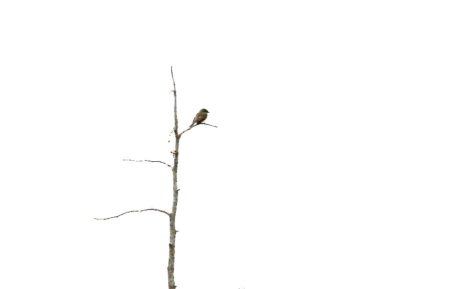 Alder Flycatcher - ML619912829