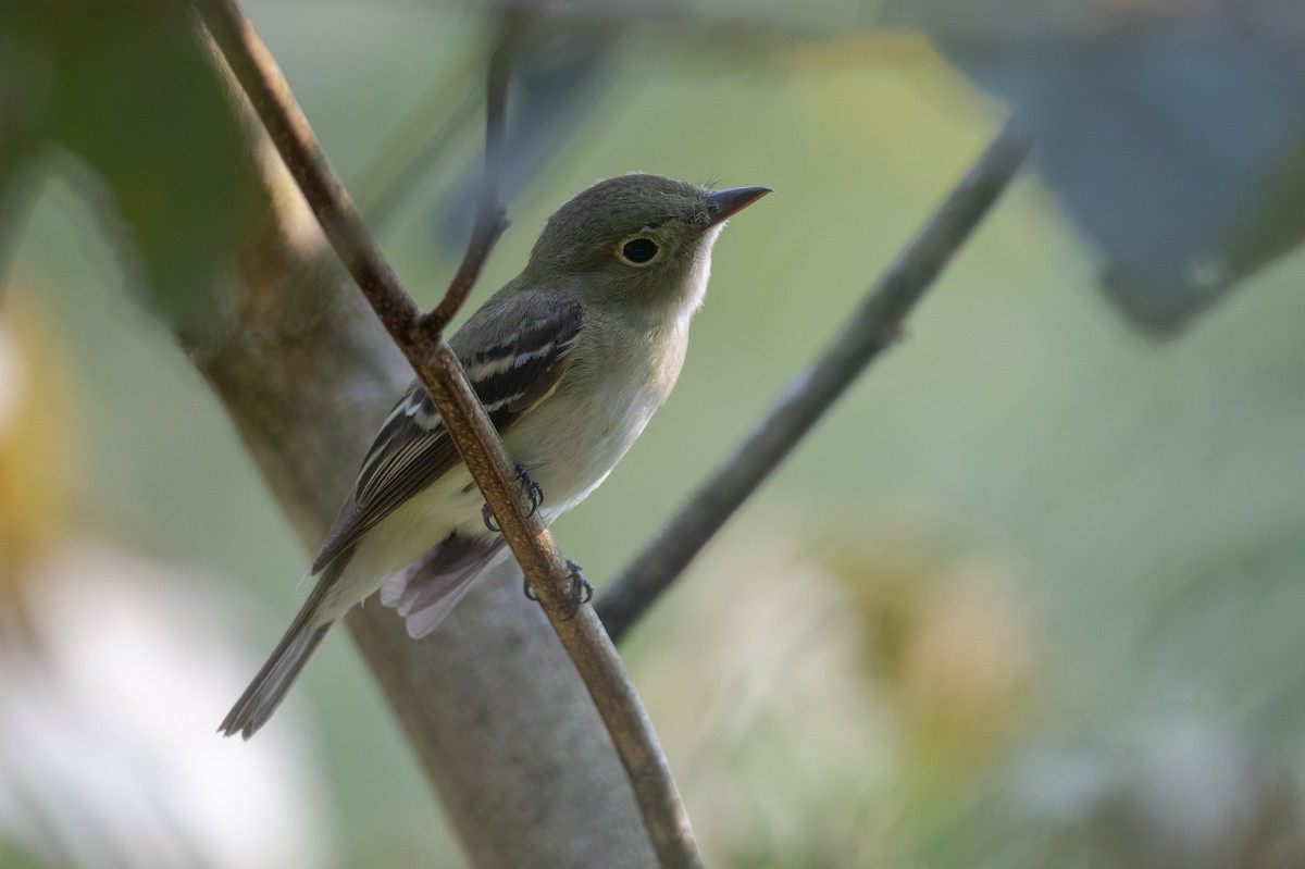 Acadian Flycatcher - ML619912832