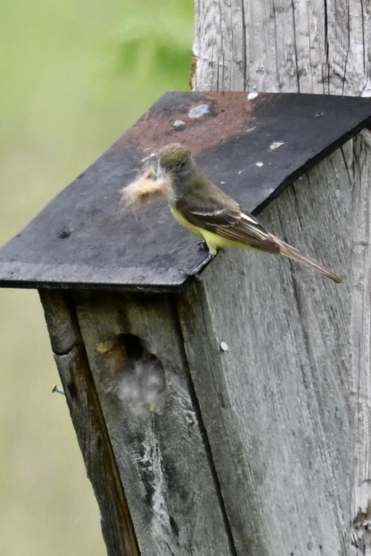 Great Crested Flycatcher - ML619912835