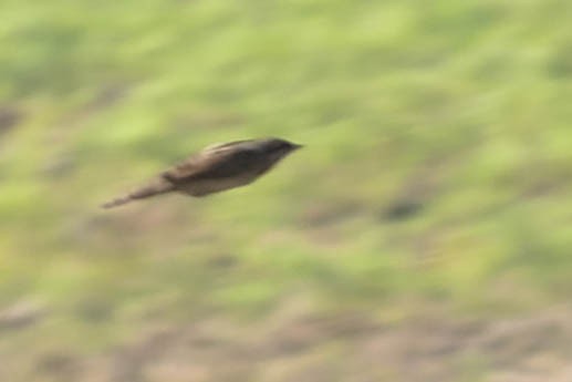 Eurasian Wryneck - ML619912839