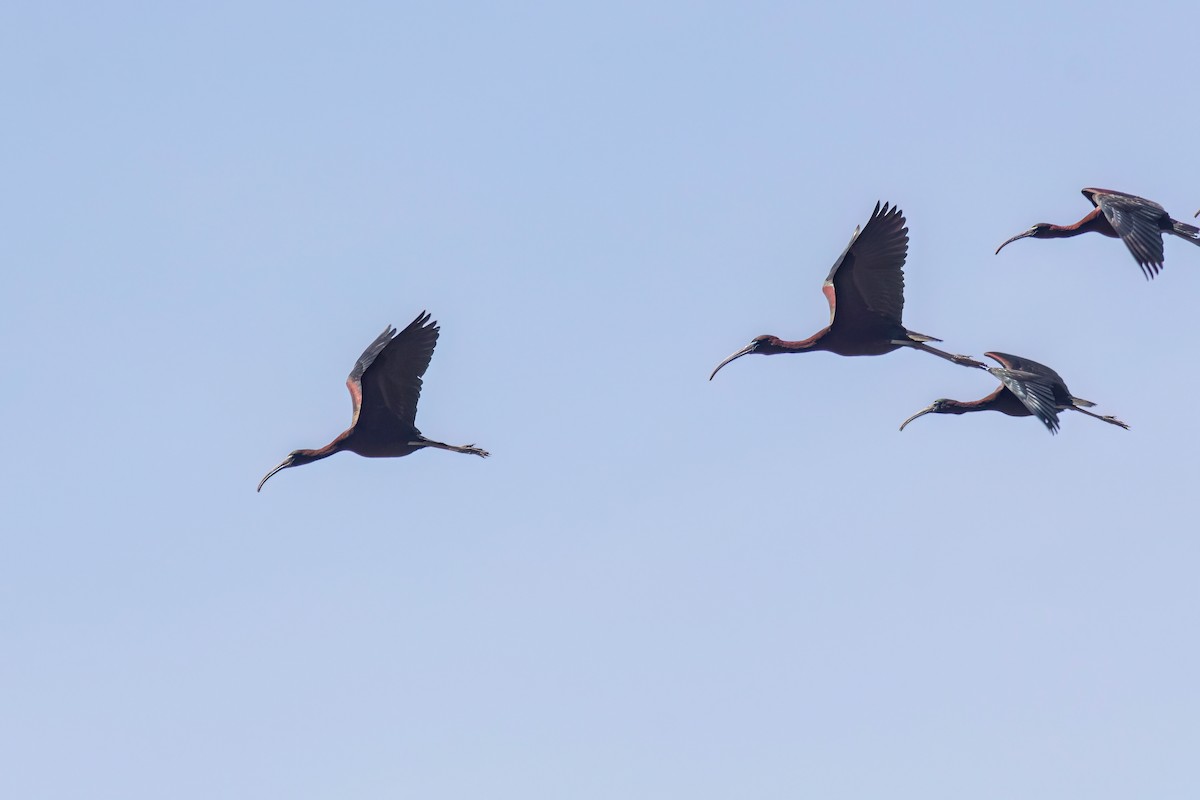 ibis hnědý - ML619912842