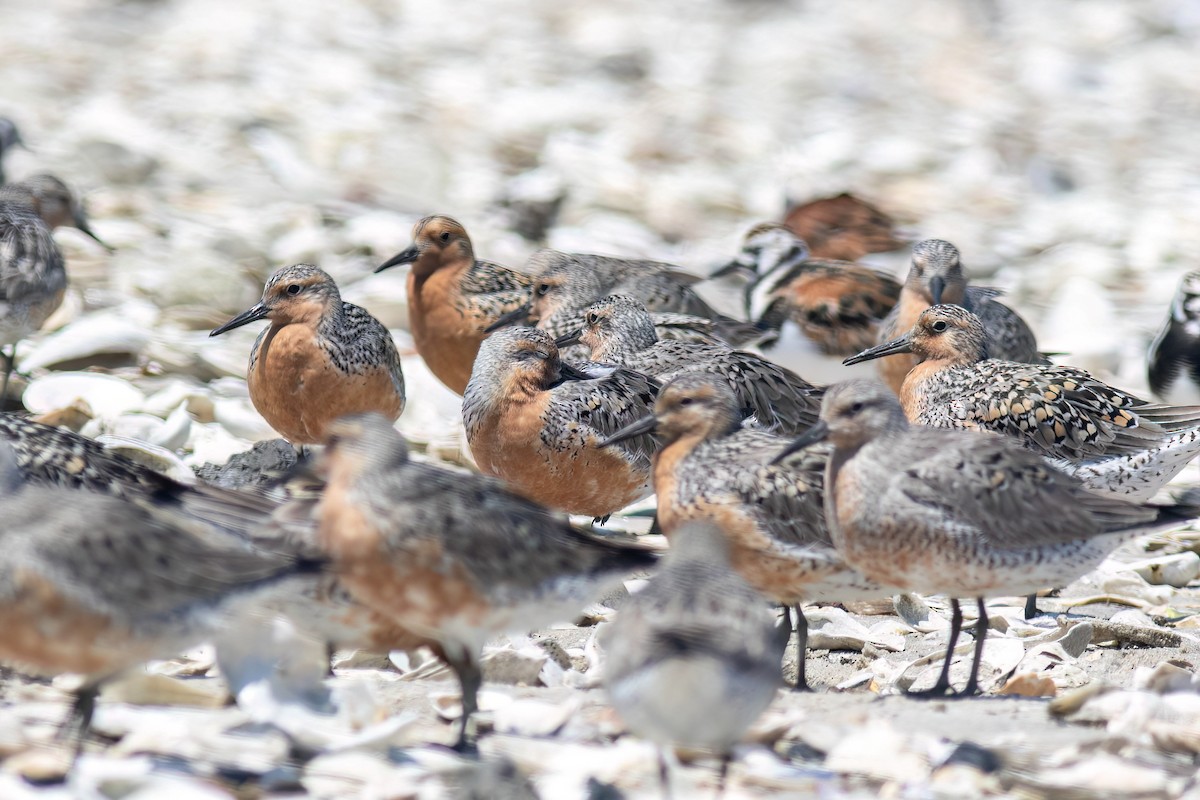 Red Knot - ML619912855