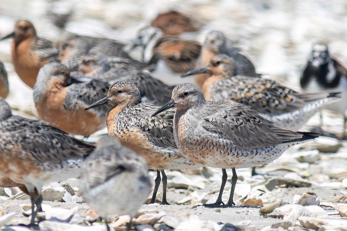 Red Knot - ML619912856