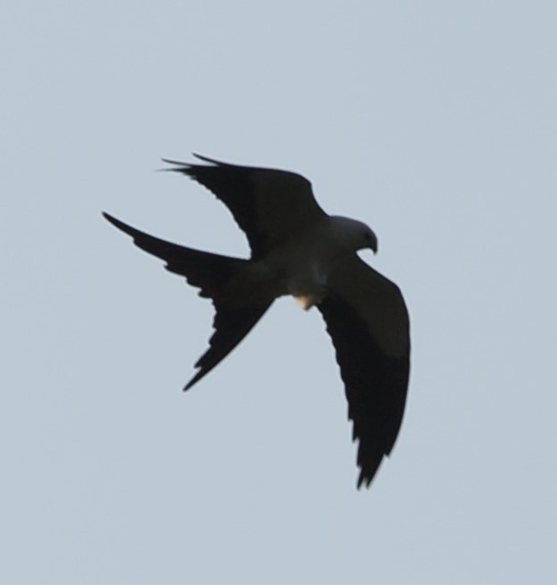 Swallow-tailed Kite - ML619912857