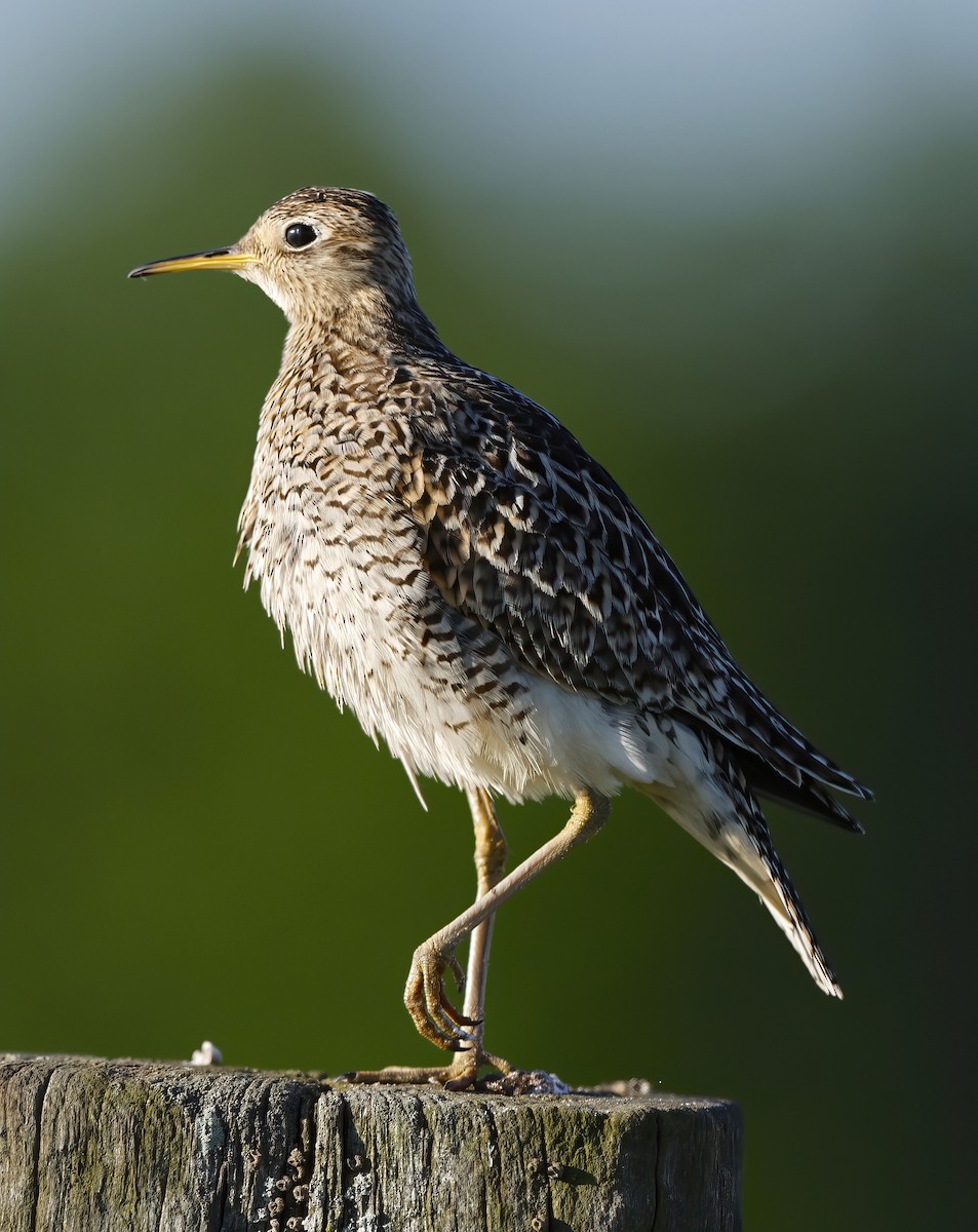 Upland Sandpiper - ML619912860