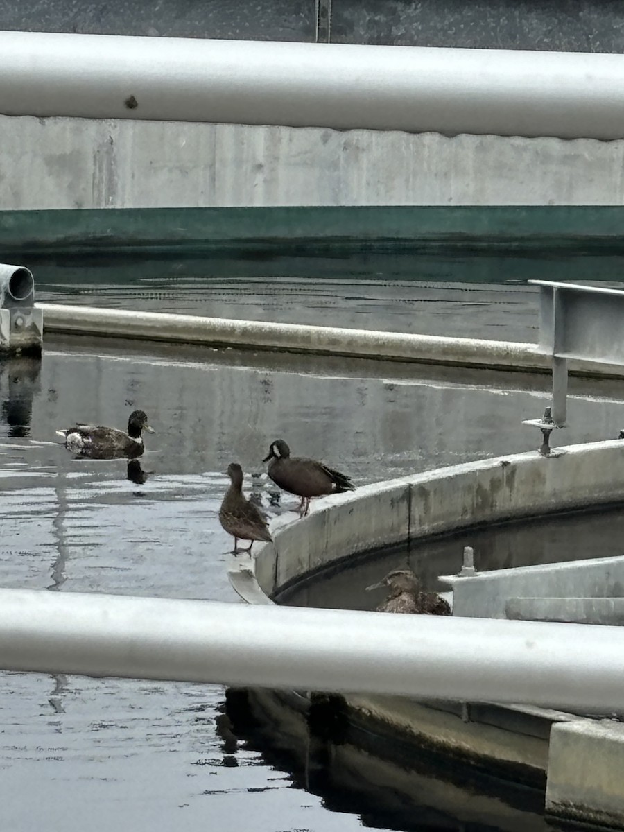 Blue-winged Teal - ML619912867