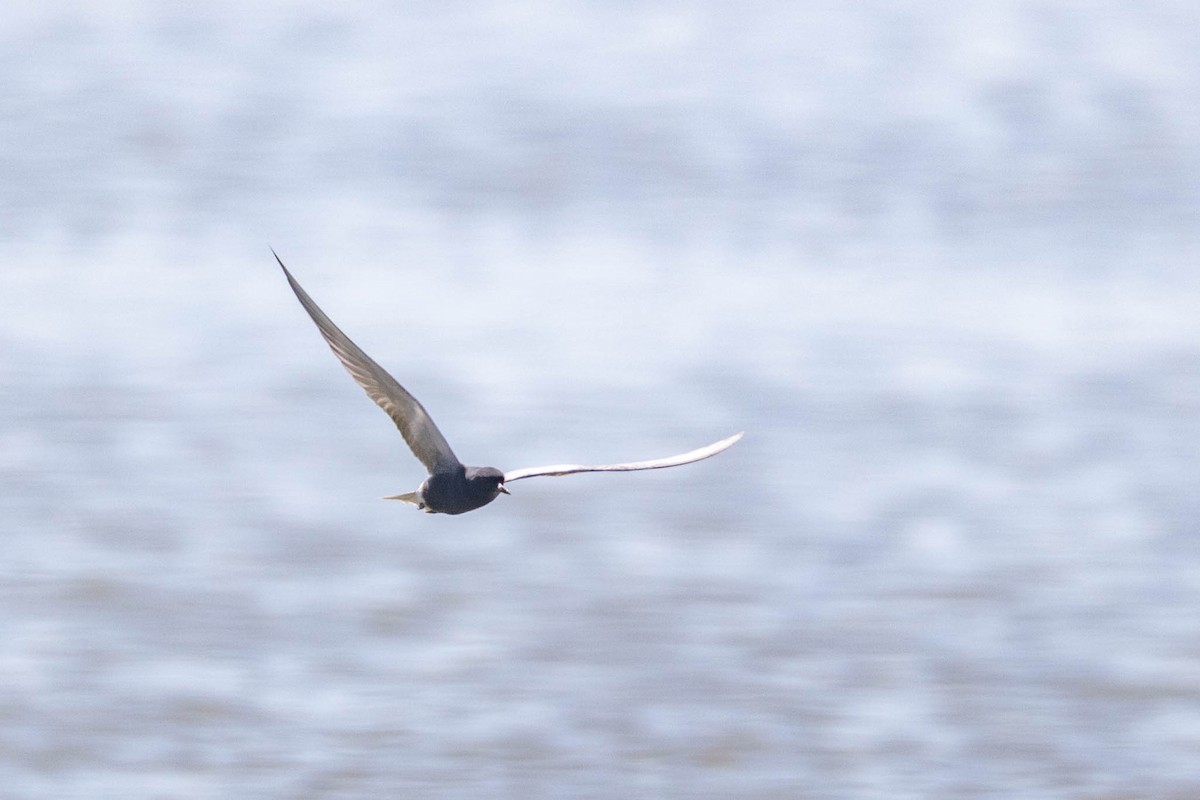 Black Tern - ML619912870